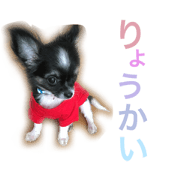 Chihuahua KAI Chihuahua KAI