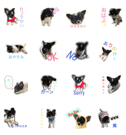 Chihuahua KAI Chihuahua KAI