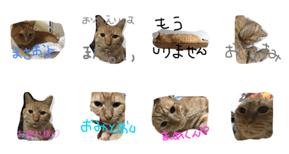 wagayanoshokora wagayanoshokora