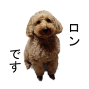 poodle Long poodle Long