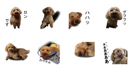 poodle Long poodle Long