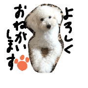 toy poodle shirochan toy poodle shirochan