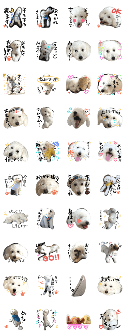 toy poodle shirochan toy poodle shirochan