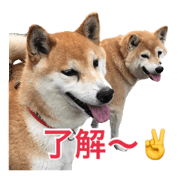 It is too obedient Shiba Inu It is too obedient Shiba Inu