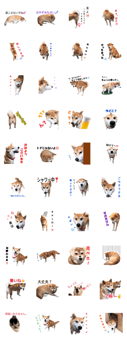 It is too obedient Shiba Inu It is too obedient Shiba Inu