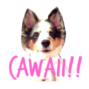 Sheltie Reo 2 Sheltie Reo 2