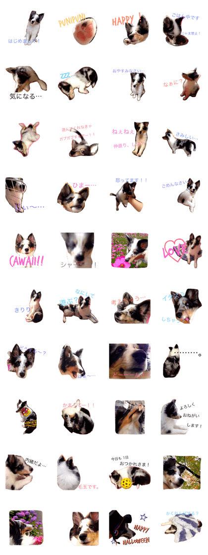 Sheltie Reo 2 Sheltie Reo 2