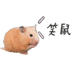Uli 屋哩