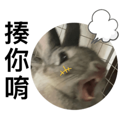 Puppy的日常生活