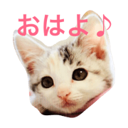 mimi is a cat