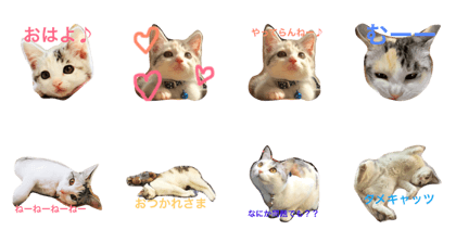mimi is a cat