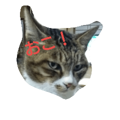 cats story,
