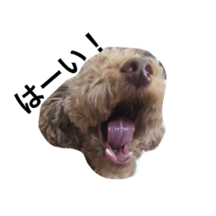 mocacoco