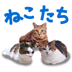 Calico cat Rin-chan & Friends