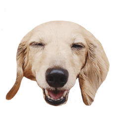 Miniature dachshund moka