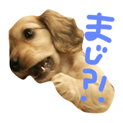 puppy stamp