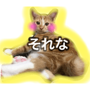 aminniemo