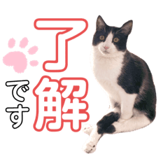 ハチワレ猫のハチくん Line スタンプ Line Store ハチワレ猫のハチくん Line スタンプ Line Store