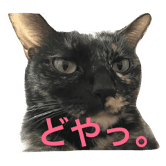 サビ猫サザエさん Line スタンプ Line Store サビ猫サザエさん Line スタンプ Line Store