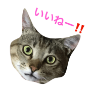 mirukittsyu  aisatu