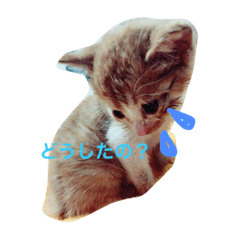 Helloooooocat