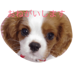キャバリア赤ちゃん犬 Line スタンプ Line Store キャバリア赤ちゃん犬 Line スタンプ Line Store