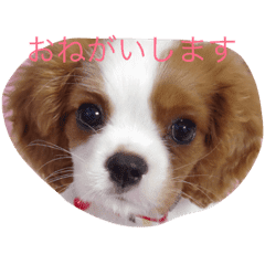 キャバリア赤ちゃん犬 Line スタンプ Line Store