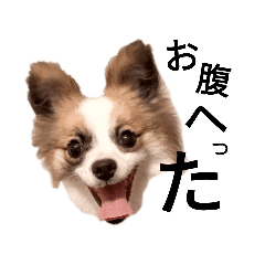 ポメラニアン Lineクリエイターズスタンプまとめ Stamplist ポメラニアン Lineクリエイターズスタンプまとめ Stamplist