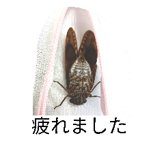 Cicada feeling