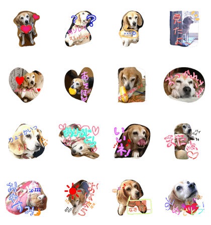 Lovely beagle dog, MiMi Lovely beagle dog, MiMi