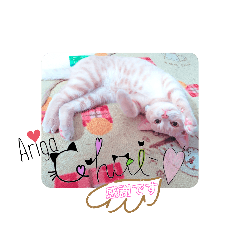 Milkteacolorcat!chai
