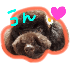 toypoodle copi