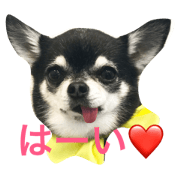 Chihuahua Family Padme&Amo #2 Chihuahua Family Padme&Amo #2