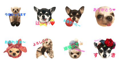 Chihuahua Family Padme&Amo #2 Chihuahua Family Padme&Amo #2