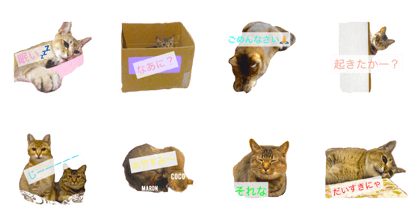 Coco and Maron Coco and Maron