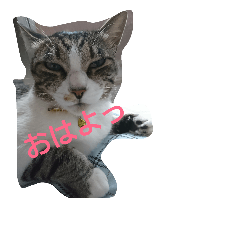 azuki.