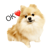 Pomeranian Tanu Pomeranian Tanu