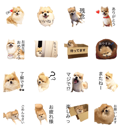 Pomeranian Tanu Pomeranian Tanu