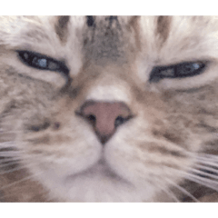 cocoa_20210526195742