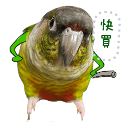 小太陽鸚鵡-生氣篇