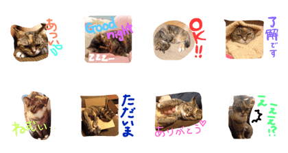 lovely RINGO lovely RINGO