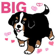 Bernese Mountain Dog Big Sticker