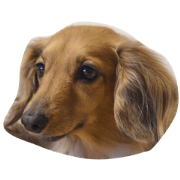 The dog once in 1000 years The dog once in 1000 years