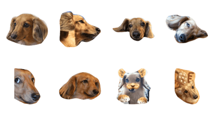 The dog once in 1000 years The dog once in 1000 years