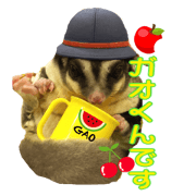 sugarglidergaao sugarglidergaao