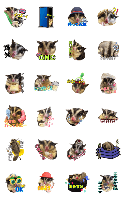 sugarglidergaao sugarglidergaao