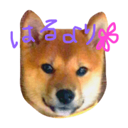 shibaharuchan3 shibaharuchan3