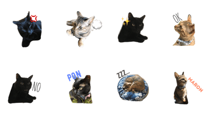 PON & MARON PON & MARON