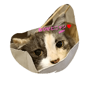 cats&AKIKO cats&AKIKO