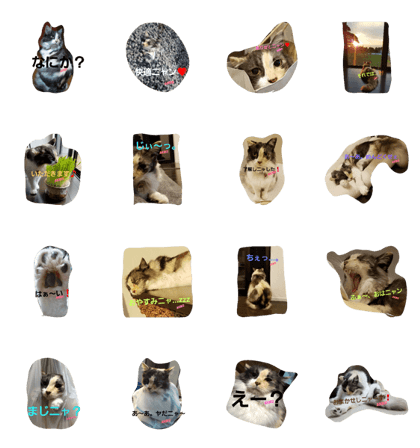 cats&AKIKO cats&AKIKO